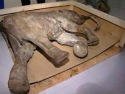 Remains of mammoth found in Russia