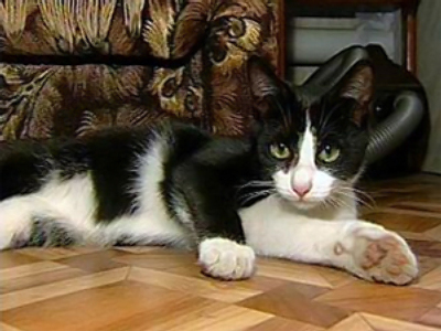 Rescue cat gets Emergencies Ministry award