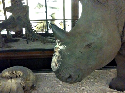 Museum thieves fooled by worthless fakes