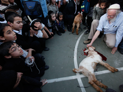 Polish government to reinstate religious animal slaughter after court ban