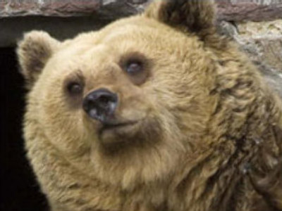 Romania: Bear mauls U.S. tourists, 1 dead (CNN.com)