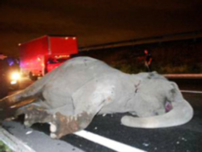 Runaway elephant dies hit by a bus