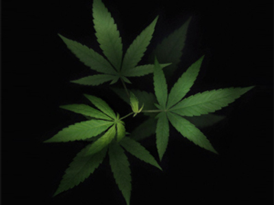 Ads in a Russian town promote marijuana