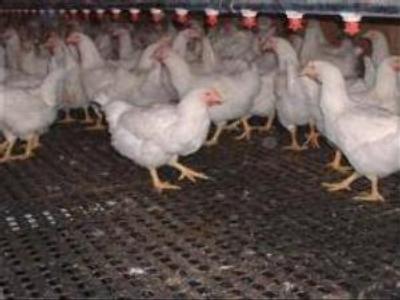 Russia bans poultry import from Britain