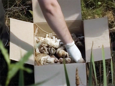 Shock discovery: 248 human fetuses found trashed in Russian forest (GRAPHIC PHOTOS)