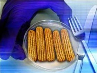 Russia joins battle over GM foods