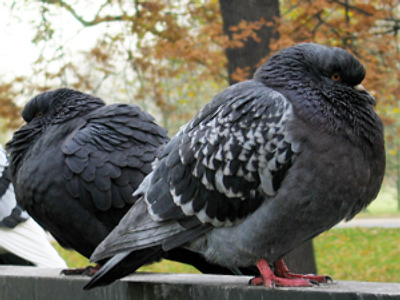 Moscow pigeons die in startling quantities
