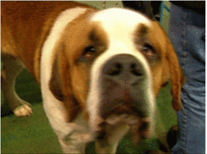 Russian dog-owners on tighter leash?