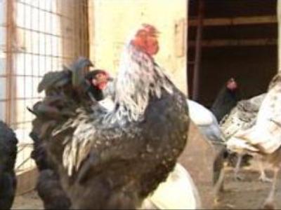 Russian farmers not afraid of spring bird flue