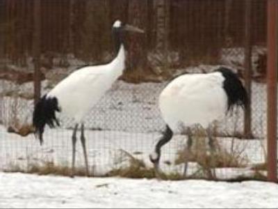 Russian rare bird breeding centre saves endangered species