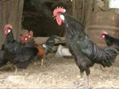 Russian regions take precautions against bird flu