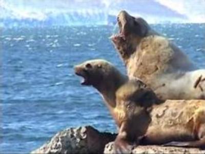Sea lions enjoy friendly welcome in Far East