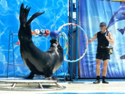 Sea lions left high and dry by monkey business