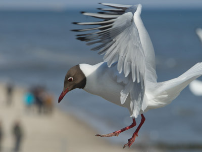 Angry Birds: Argentina to shoot seagulls to save whales
