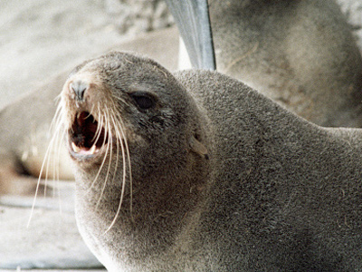 A dozen fur seals die en route to dolphinarium