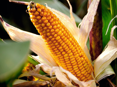Good crop, bad crop: French scientists dismiss Monsanto 'cancer corn' study
