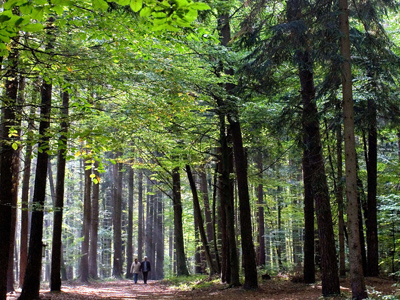 Woods, camera, action! Austrian politician accidentally stars in blue movie