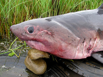 Two-meter shark netted near kids’ camp