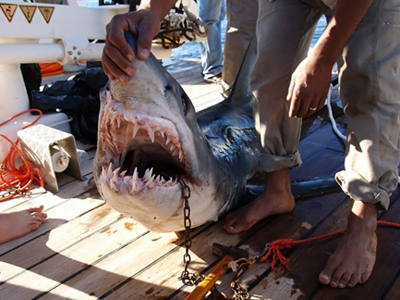 Shark kills German tourist in Egypt