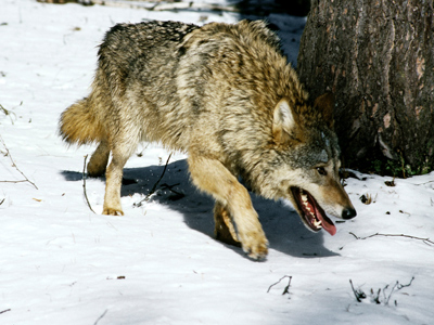 State of emergency in Siberia: Russian republic to hunt down 3,000 wolves