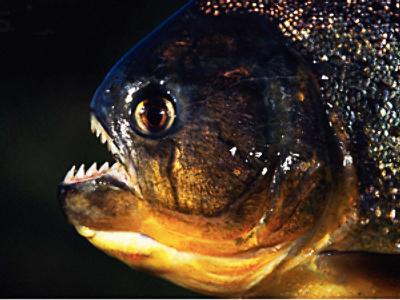 Siberia home to vegan piranhas
