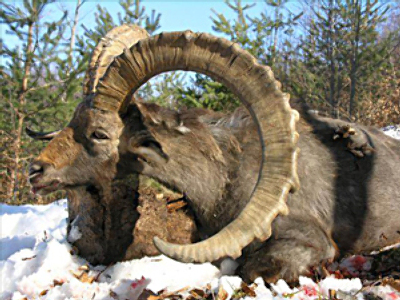 Skins and skulls of rare animals confiscated in Domodedovo