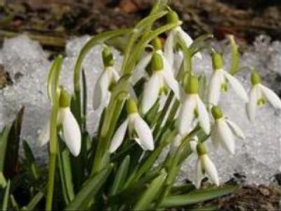 Smuggling snowdrops reaps good profits