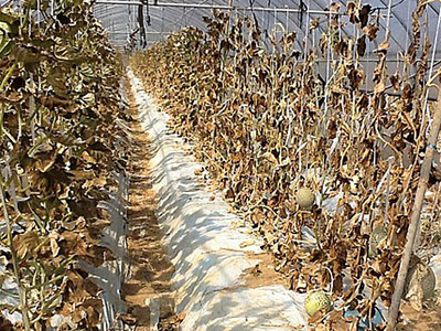 South Korea’s Silicon Valley declared ‘disaster zone’ after chemical leak