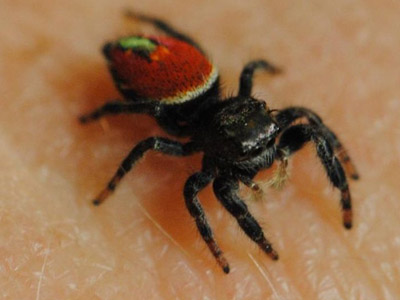 Giant leap for spiders: ‘Nefertiti’ dies on Earth after 100 days on ISS