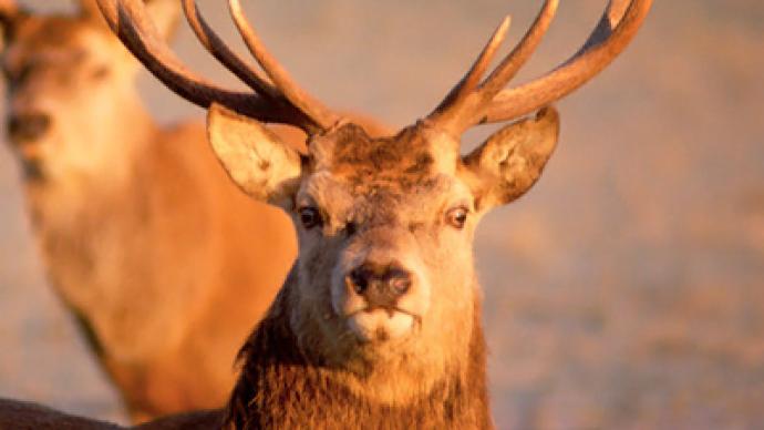 Eco Alarm Spacecraft Crash Kills Endangered Species RT News