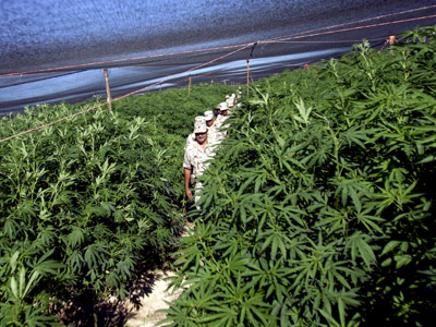 Up in smoke: Eurozone crisis pushes Spanish town to harvest pot
