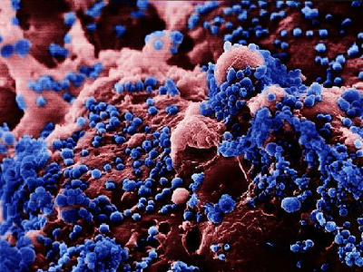 Outbreak: Man-made super-flu formula to be published?