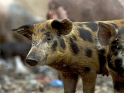 Swine Flu could spell the end of Garbage City
