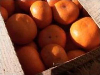 Tangerines in tug-of-war at Russia-South Ossetia border