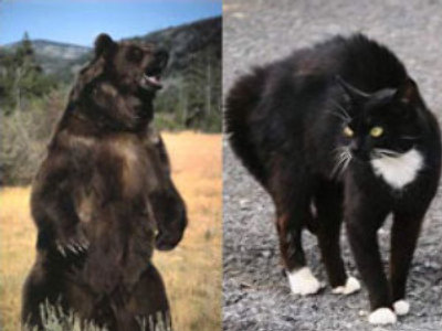 Those incredible cats! (metacafe.com)