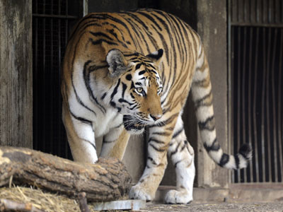 Siberian tiger kills zookeeper in Germany