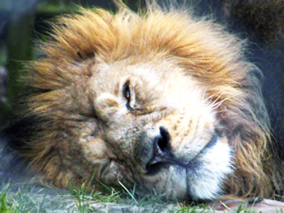 “Tormenting” tourism takes its toll on wildlife