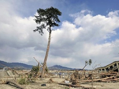 Still standing: tree beacons hope to Japan