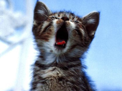 Woman who outraged UK with animal cruelty fined