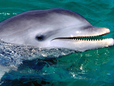 Ukrainian ecologists ask president to grant citizenship to dolphins