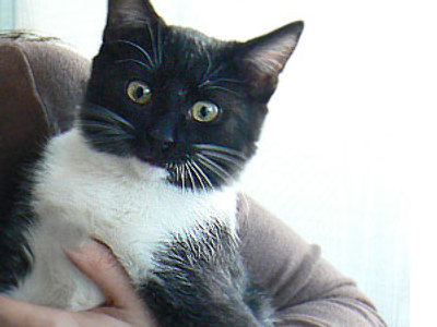 U.S. cat abuser punished by the internet