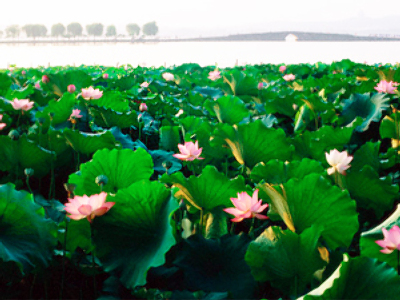 Russia’s lotus fields burst into bloom
