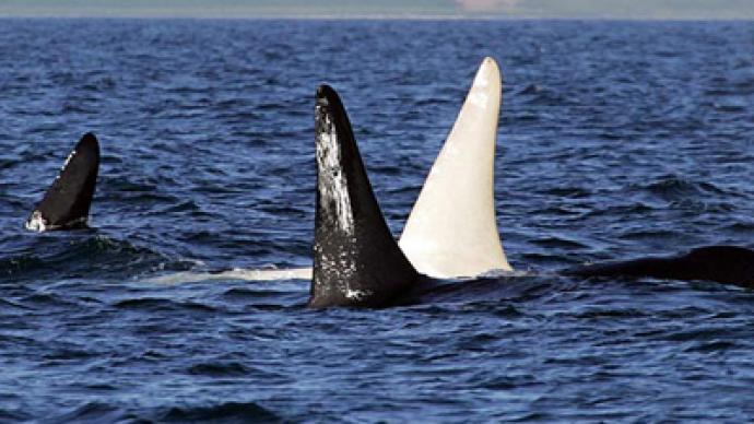 First-ever adult albino killer whale spotted in wild (PHOTOS, VIDEO