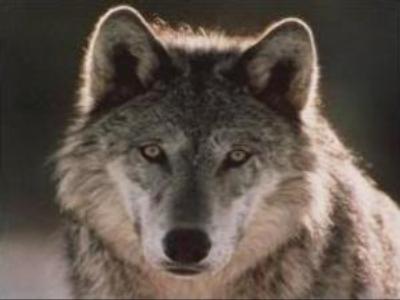 Wolves cause serious damage to flocks in Kalmykia