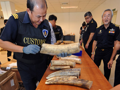 ‘Asia driving elephants, rhinos to extinction’ – WWF
