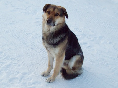 Yakutian Hachiko in bitter vigil for dead mate