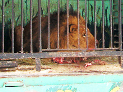 Zoo animals abandoned to make ends meet