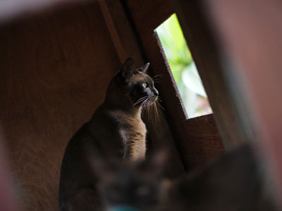 Russian city approves the 'cat stomping' law