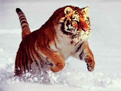Fair Russia party to pit tiger against United Russia’s bear