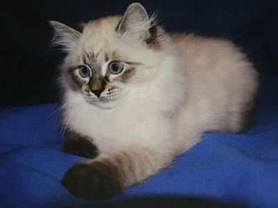 Purrfect present: Medvedev to give former Finnish President a kitten